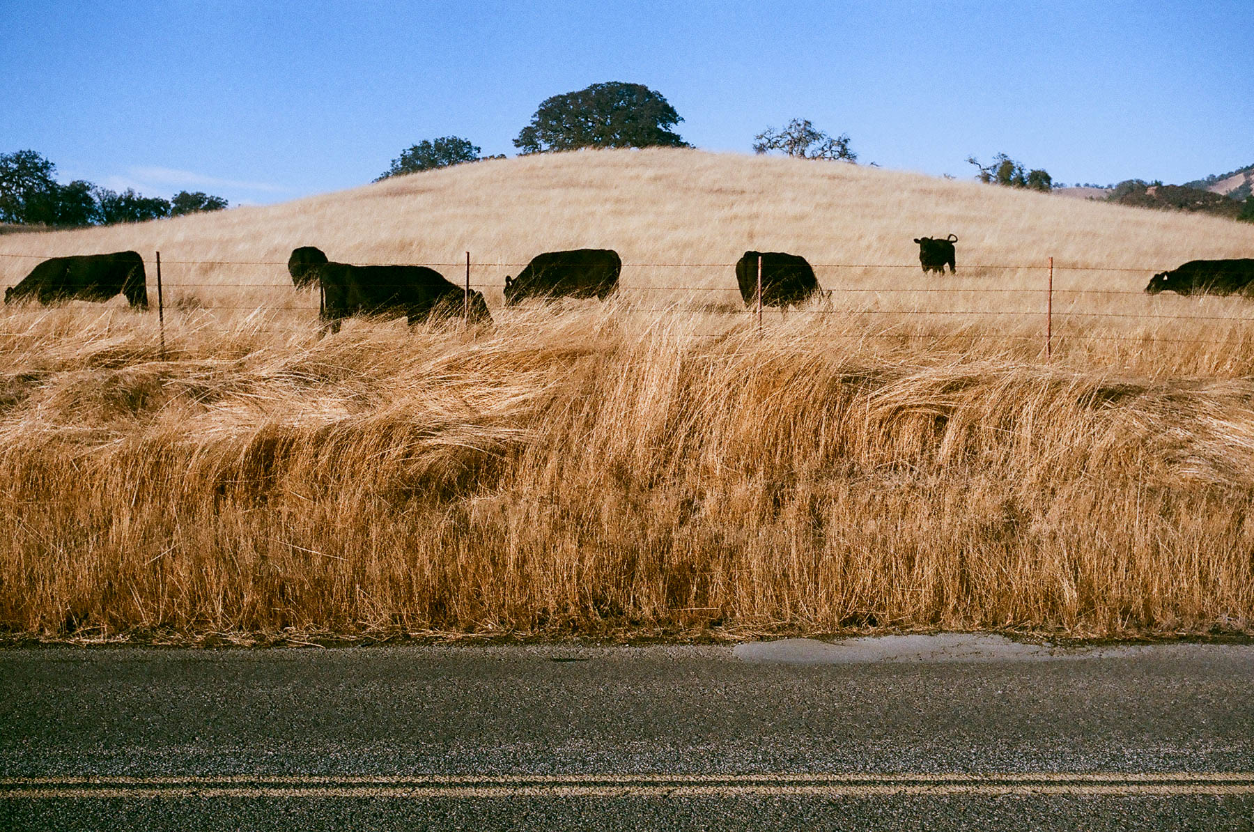 Leica M2 Carmel Valley Road 2016-12020007